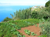 madeira 0115 : Portugal, PRT