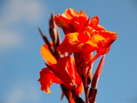 madeira 0125 : Portugal, PRT