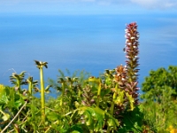madeira 0127 : Portugal, PRT