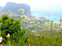 madeira 0542 : Portugal, PRT