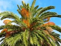 madeira 0599 : Portugal, PRT