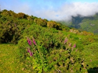 madeira 0207 : Portugal, PRT