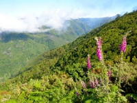 madeira 0209 : Portugal, PRT
