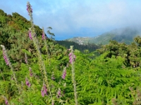 madeira 0219 : Portugal, PRT