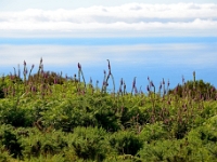 madeira 0221 : Portugal, PRT