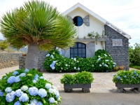 madeira 0091 : Portugal, PRT