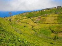 madeira 0137 : Portugal, PRT