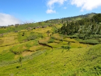 madeira 0138 : Portugal, PRT