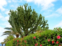 madeira 0172 : Portugal, PRT