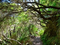 madeira 0969 : Portugal, PRT
