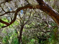 madeira 0971 : Portugal, PRT