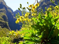 madeira 0974 : Portugal, PRT