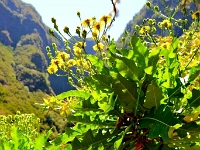 madeira 0975 : Portugal, PRT