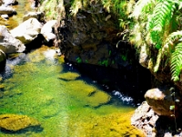 madeira 0977 : Portugal, PRT