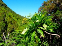madeira 0978 : Portugal, PRT