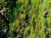 madeira 0980 : Portugal, PRT