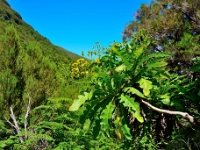 madeira 0984 : Portugal, PRT