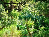 madeira 1022 : Portugal, PRT