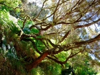madeira 1060 : Portugal, PRT