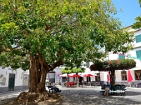 madeira 1263 : Portugal, PRT