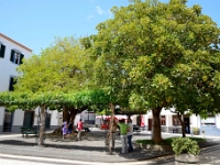 madeira 1265 : Portugal, PRT