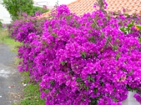 madeira 0409 : Portugal, PRT