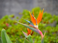 madeira 0422 : Portugal, PRT