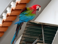 madeira 0381 : Portugal, PRT