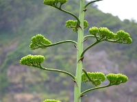 madeira 0391 : Portugal, PRT