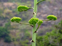 madeira 0392 : Portugal, PRT