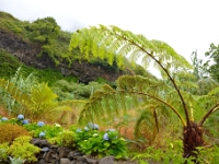 madeira 0313 : Portugal, PRT