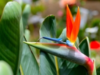 madeira 1080 : Portugal, PRT
