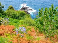 madeira 1123 : Portugal, PRT