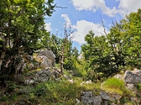 DSC 3166 ji : Bezirk Cetinje, Landesstraße R 13 Cetinje-Lovcen, MNE, Montenegro, Nationalpark Lovcen