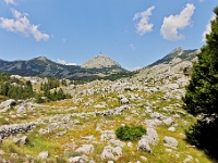 DSC 3180 ji : Bezirk Cetinje, Landesstraße R 13 Cetinje-Lovcen, MNE, Montenegro, Nationalpark Lovcen