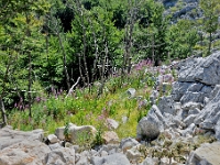 DSC 3397 ji : Bezirk Cetinje, MNE, Montenegro, Nationalpark Lovcen, Nebenstraße zur Landesstraße R-1, nähe Dorf Kuk