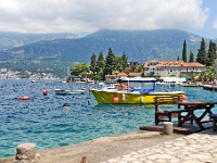 DSC 2342 ji : Bezirk Herceg Novi, Gemeinde Luštica, MNE, Montenegro, Rose