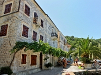 DSC 2347 ji : Bezirk Herceg Novi, Gemeinde Luštica, MNE, Montenegro, Rose