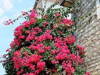 DSC 2050 ji : Bezirk Herceg Novi, Herceg Novi, Stari Grad, MNE, Montenegro, Stari Grad