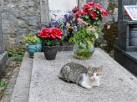 DSC 2270 ji : Herceg Novi, MNE, Montenegro, Bezirk Herceg Novi, Kloster Savina