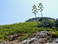 DSC 3999 ji : Bezirk Herceg Novi, Gemeinde Lustica, Insel Lastavica, Fort Mamula, MNE, Montenegro