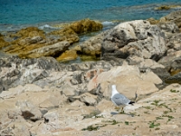 DSC 4019 ji : Bezirk Herceg Novi, Gemeinde Lustica, Insel Lastavica, Fort Mamula, MNE, Montenegro