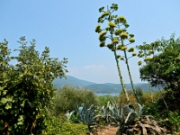 DSC 4020 ji : Bezirk Herceg Novi, Gemeinde Lustica, Insel Lastavica, Fort Mamula, MNE, Montenegro