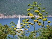 DSC 4041 ji : Bezirk Herceg Novi, Gemeinde Lustica, Insel Lastavica, Fort Mamula, MNE, Montenegro