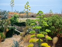 DSC 4057 ji : Bezirk Herceg Novi, Gemeinde Lustica, Insel Lastavica, Fort Mamula, MNE, Montenegro