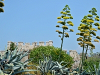 DSC 4074 ji : Bezirk Herceg Novi, Gemeinde Lustica, Insel Lastavica, Fort Mamula, MNE, Montenegro