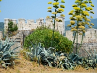 DSC 4078 ji : Bezirk Herceg Novi, Gemeinde Lustica, Insel Lastavica, Fort Mamula, MNE, Montenegro