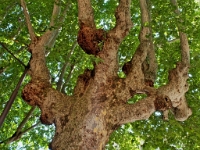 P8111581 ji : ITA, Italien, Veneto