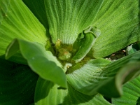 P8121764 ji : ITA, Italien, Veneto