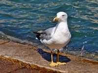 P8132126 ji : ITA, Italien, Veneto